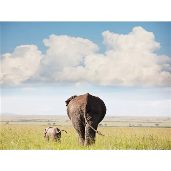 [KE비즈니스탑승]아프리카 6국+두바이 15일 ＜7대 Real사파리/빅토리아폭포/5성호텔/테이블마운틴/두바이베르사체호텔＞