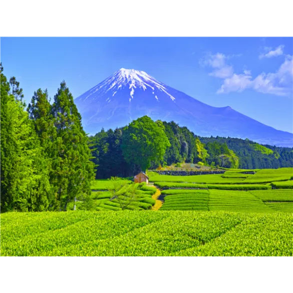 [메가세일][실속픽_하코네] 시즈오카/하코네/도쿄 4일(1일자유/1일대욕장/세미더블)