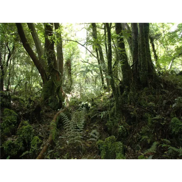 [대구출발][모두단독] 제주도 가족추천 3일 ＜노팁/노옵션/981파크/테마파크/4명부터출발확정＞